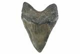 Huge, Fossil Megalodon Tooth - North Carolina #376533-2